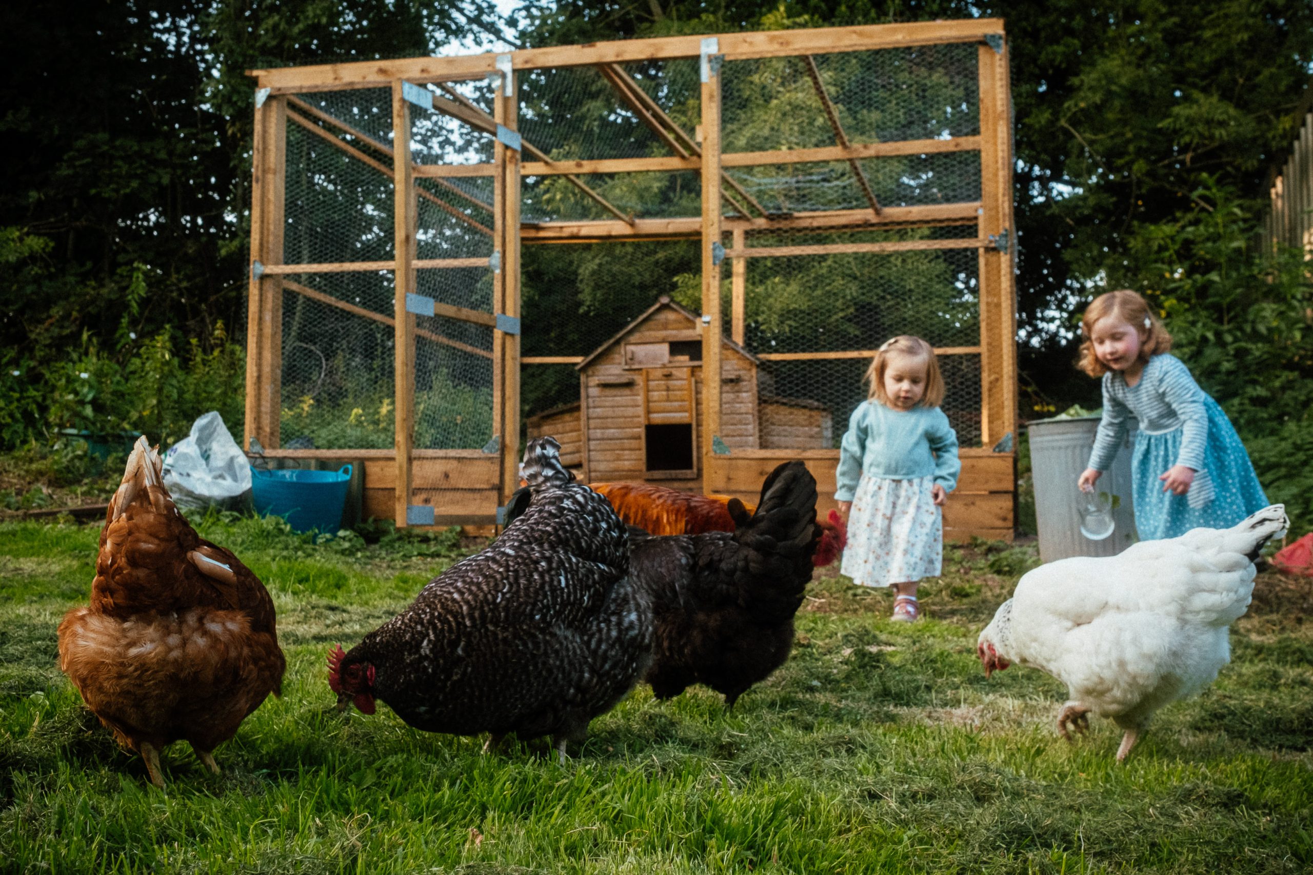 Children feeding chickens on family smallholding derbyshire